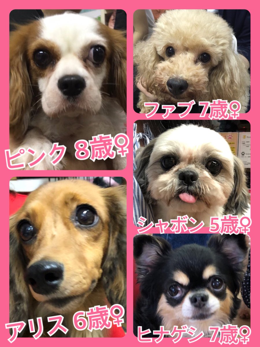 🐾今日の里親様募集中ワンコ🐶メンバーです🐾2019,8,26